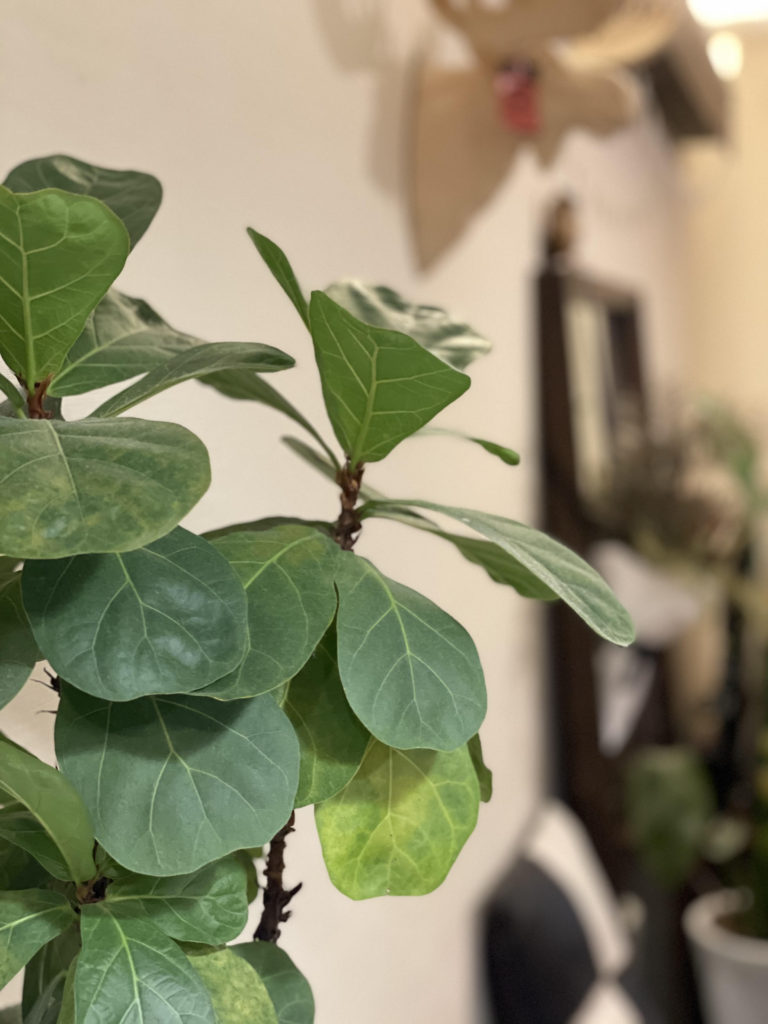 暮らしを豊かに 観葉植物のある暮らしの家事代行サービス 神奈川 東京の家事代行はアールメイド